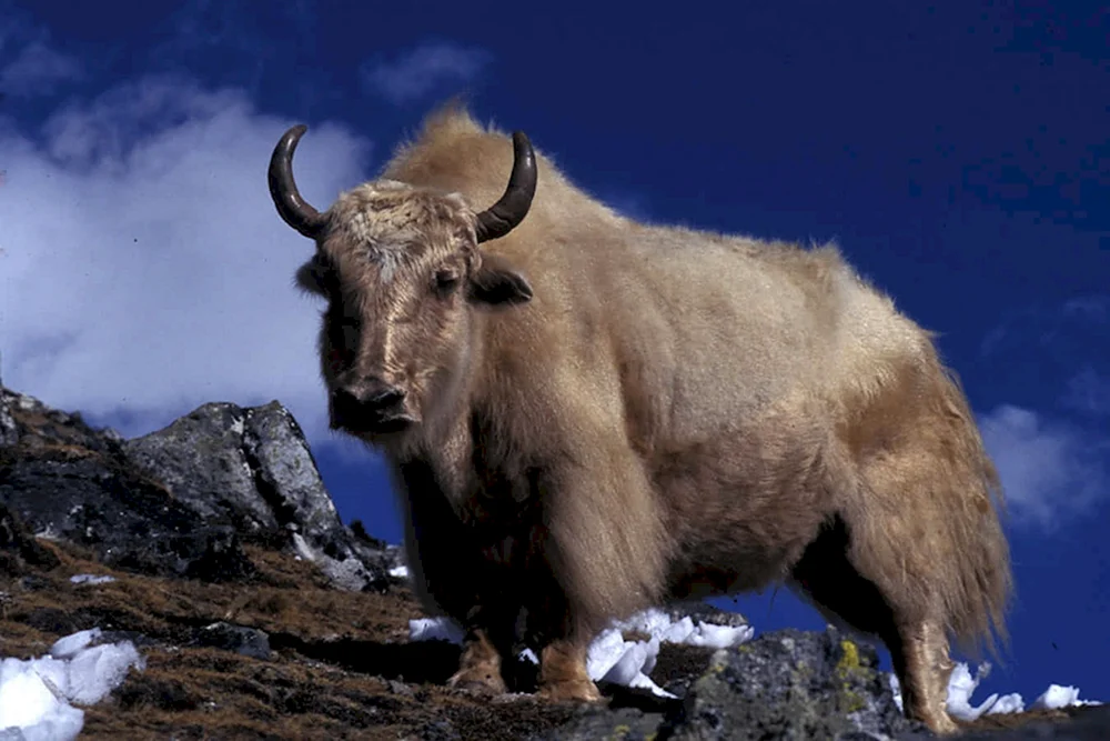 Mongolischer Bulle