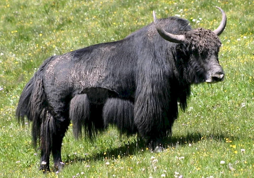Mongun- Taiga-Sarlyk