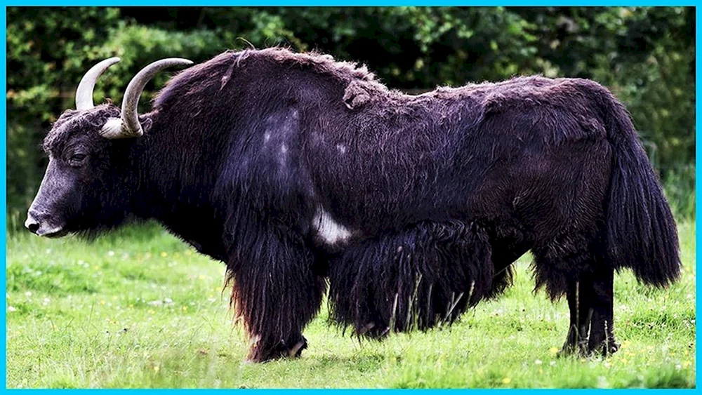 Mongolischer Bulle