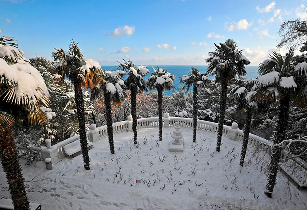 Yalta Palmen