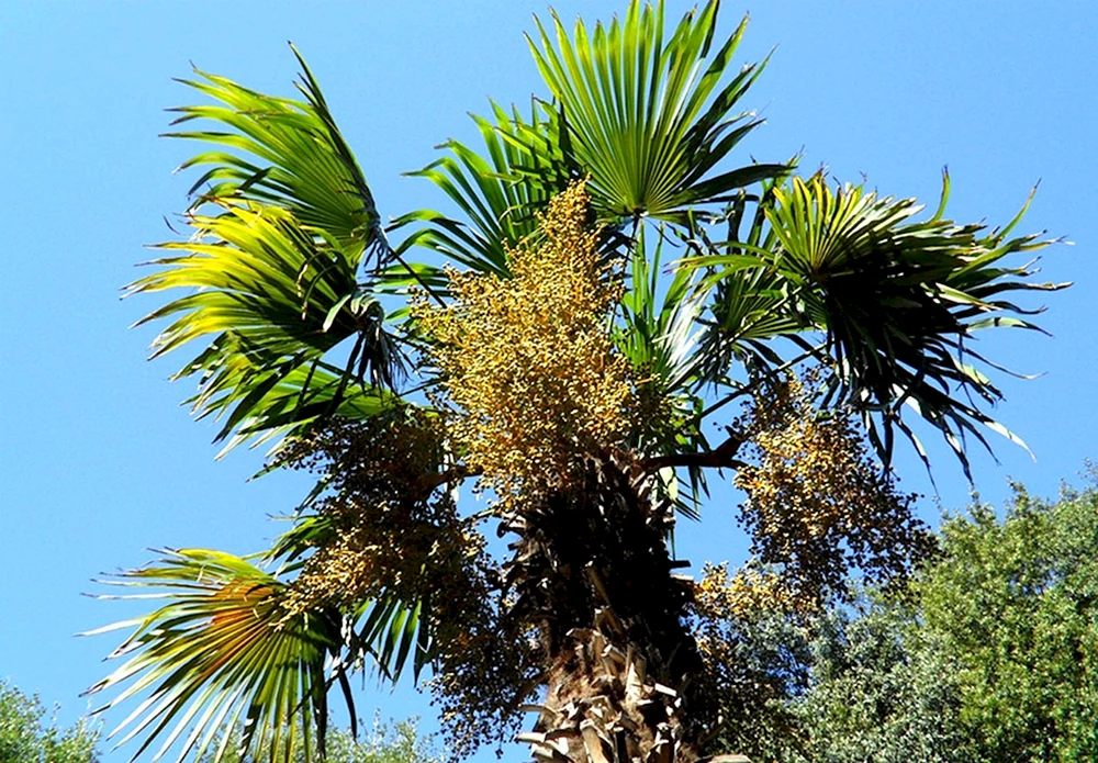 Nikitsky Botanical Garden Palmenallee