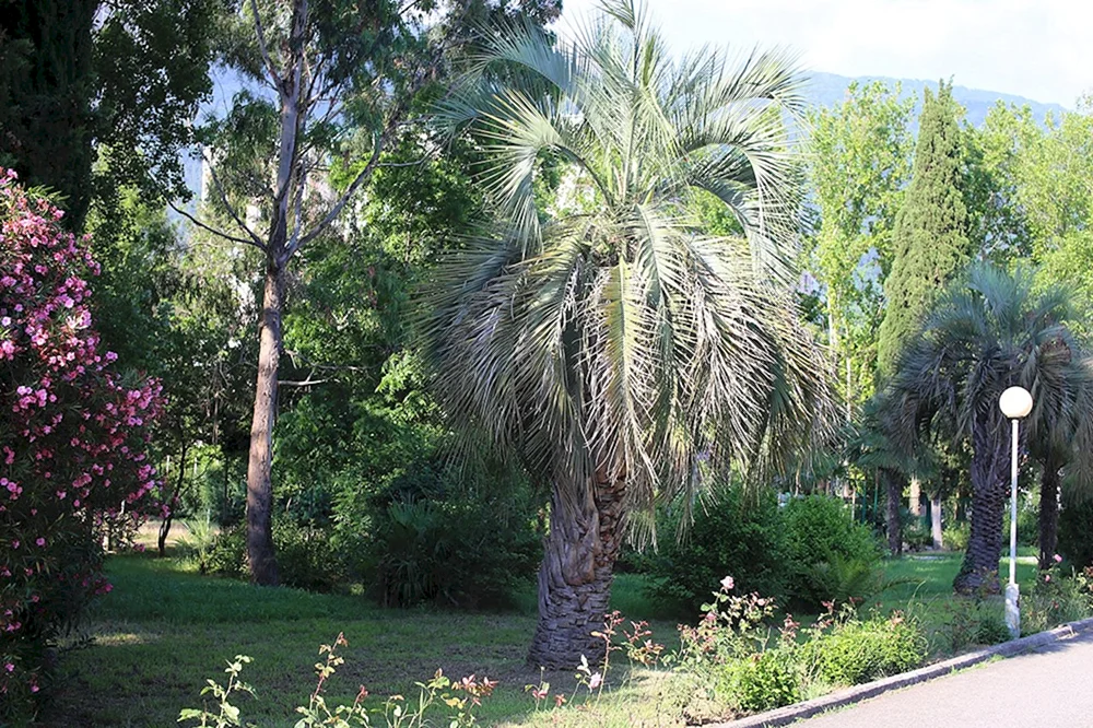 Trachycarpus Fortune Yalta