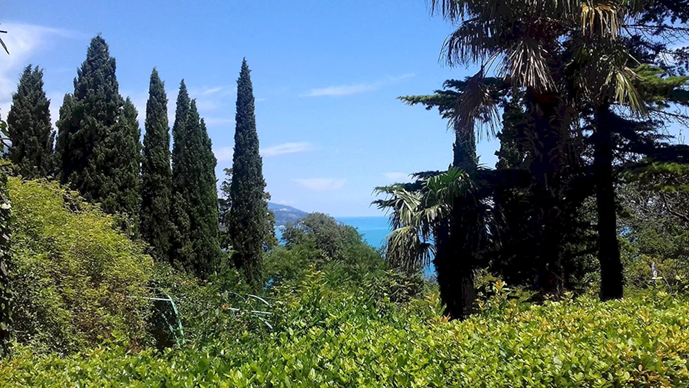 Yalta Palmen