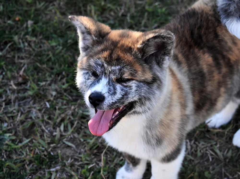 Japanischer Akita Tiger
