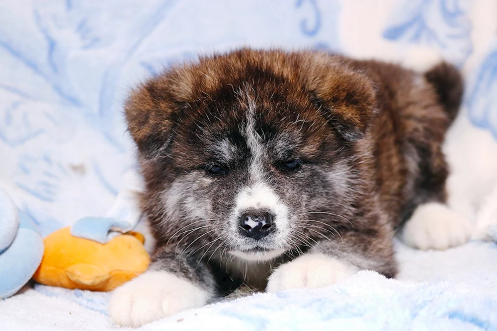 Japanischer Akita Tiger