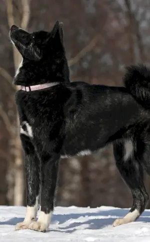 Japanischer Akita Inu schwarz