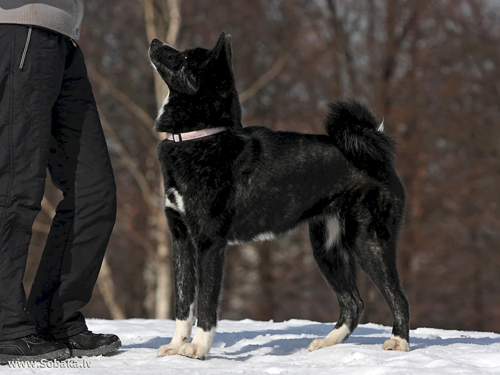 Japanischer Akita Inu schwarz