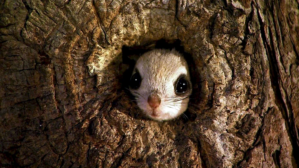 Sibirisches Flughörnchen