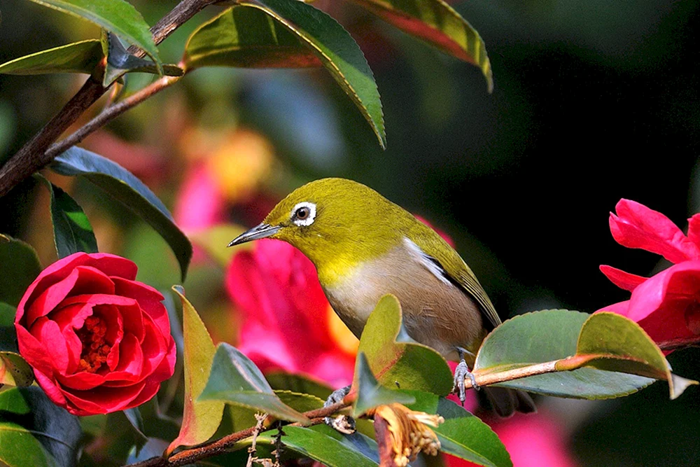 Blumen und Vögel