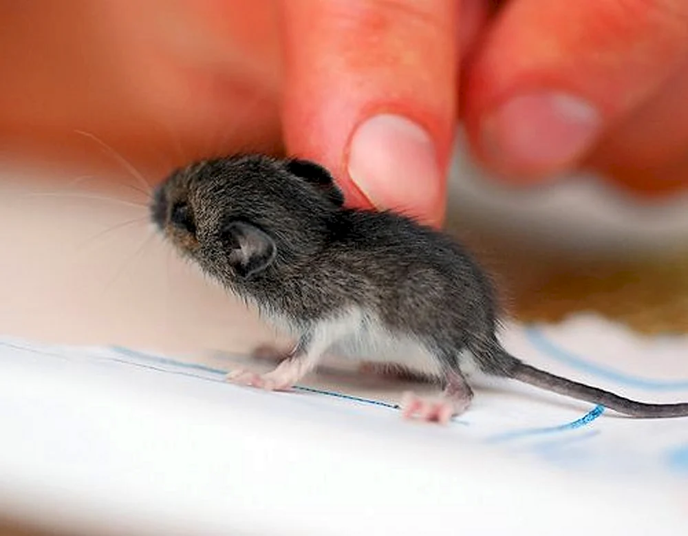 Maus schlafend