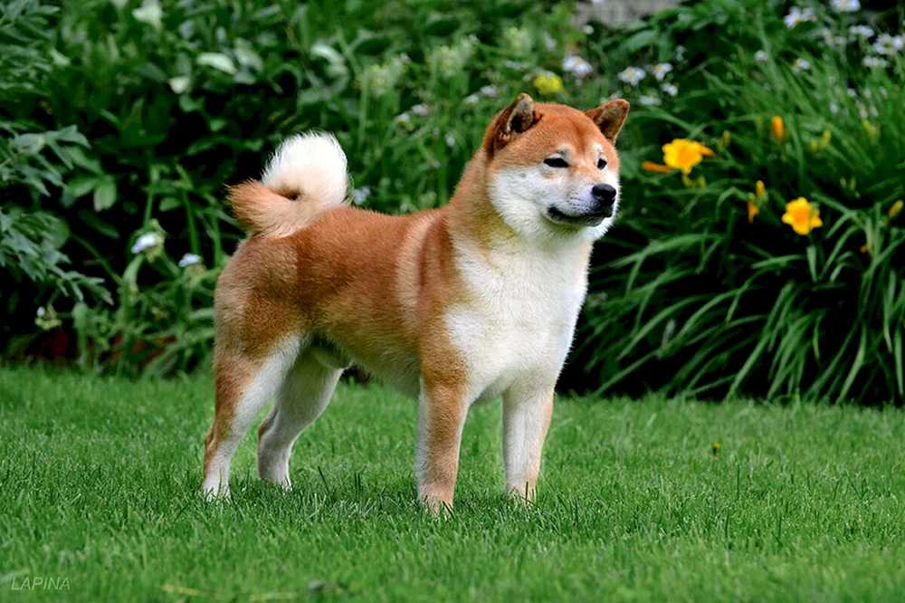 Japanische Hunderasse Shiba Inu