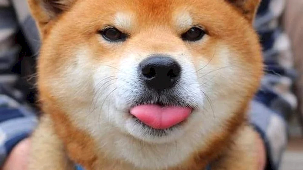 Japanische Hunderasse Shiba-. Inu