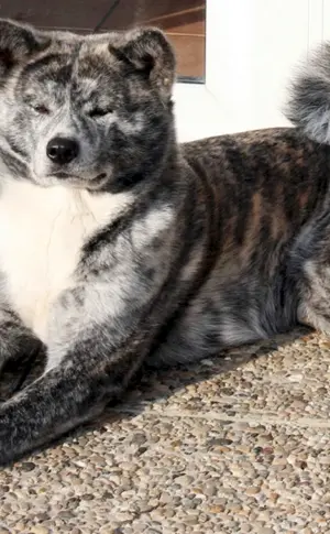 Japanischer Tiger Akita Inu