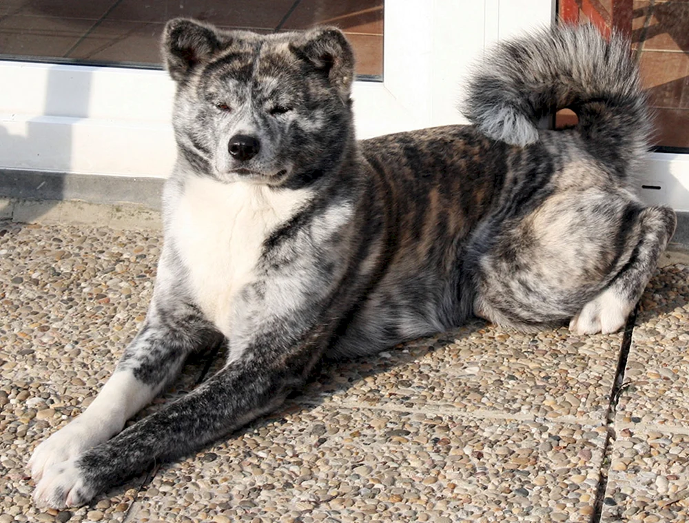 Tigerhund