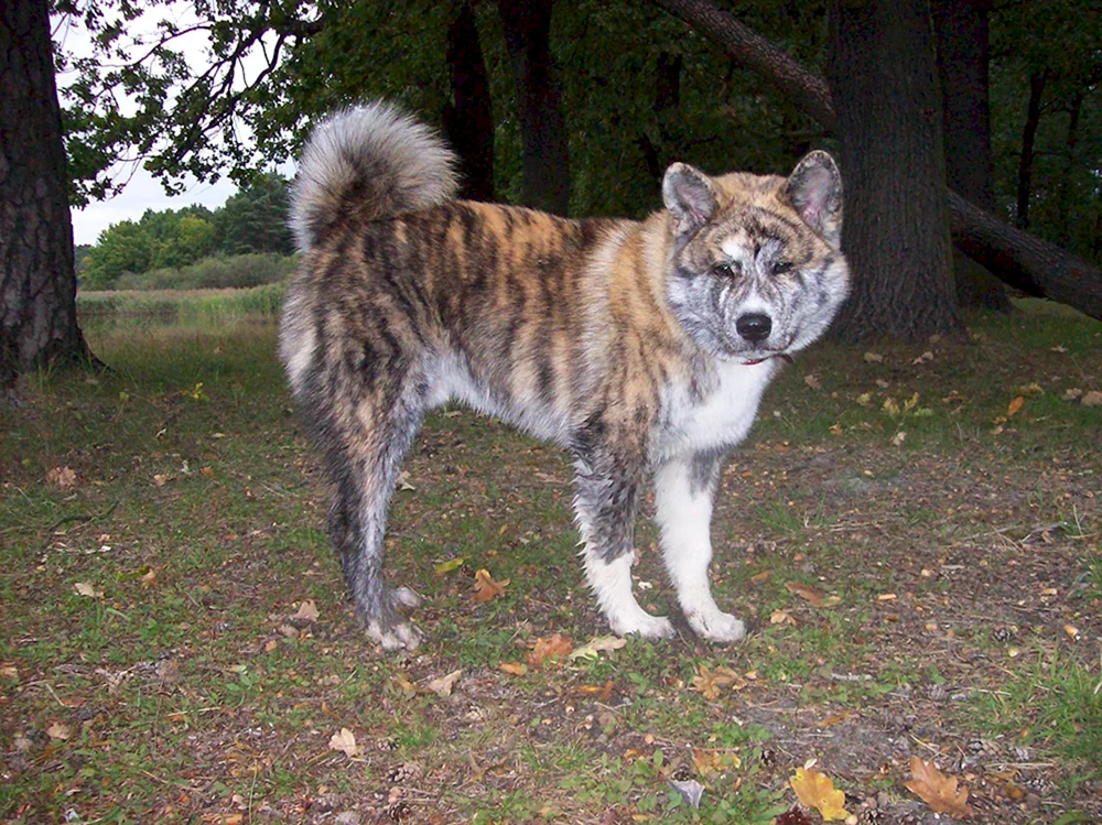 Tiger Benson Hunderasse