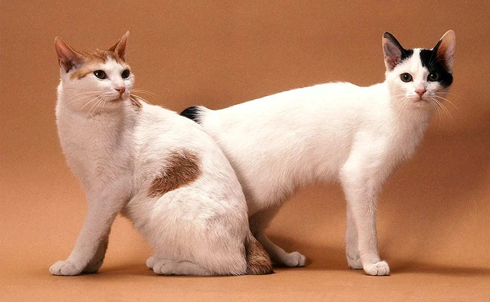 Munchkin Exotic Cat