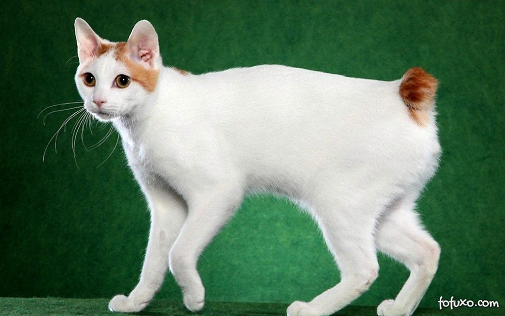 Exotische Katze