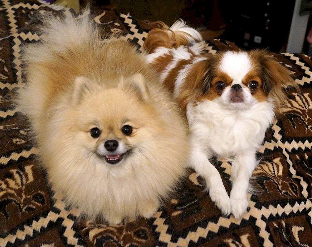Spitz und Pekinesen-Mischling