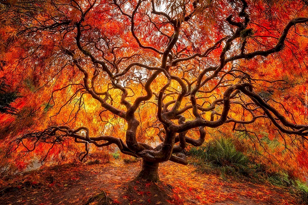 Herbstbäume
