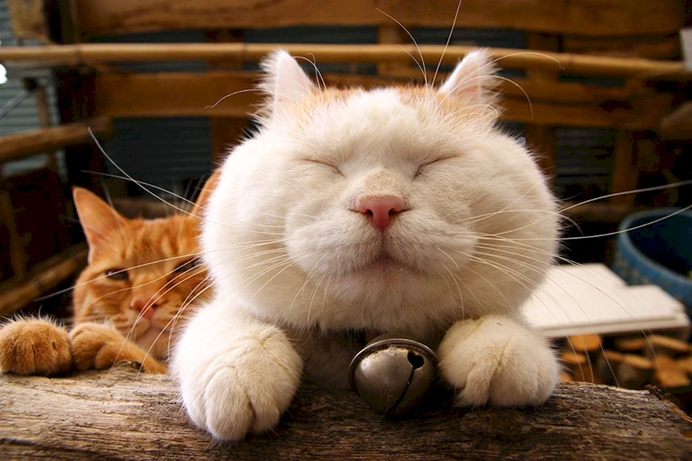 Katzen lustig