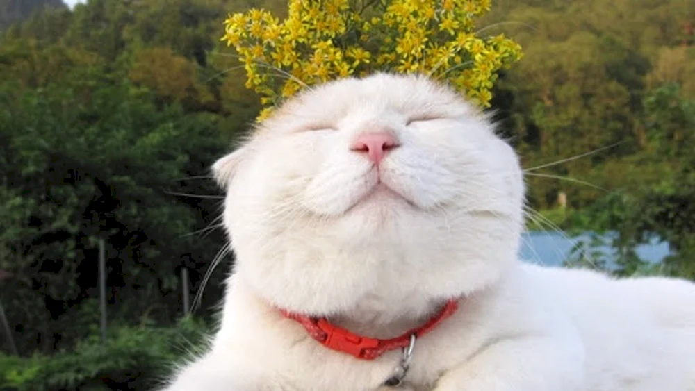 Japanische Katze Shironeko