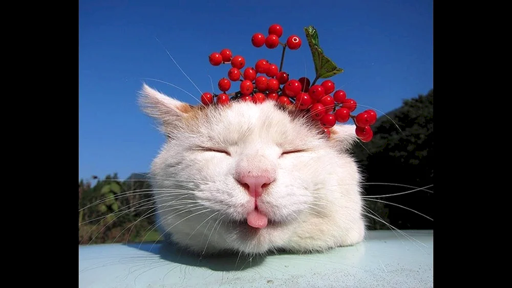 Japanische Katze Shironeko