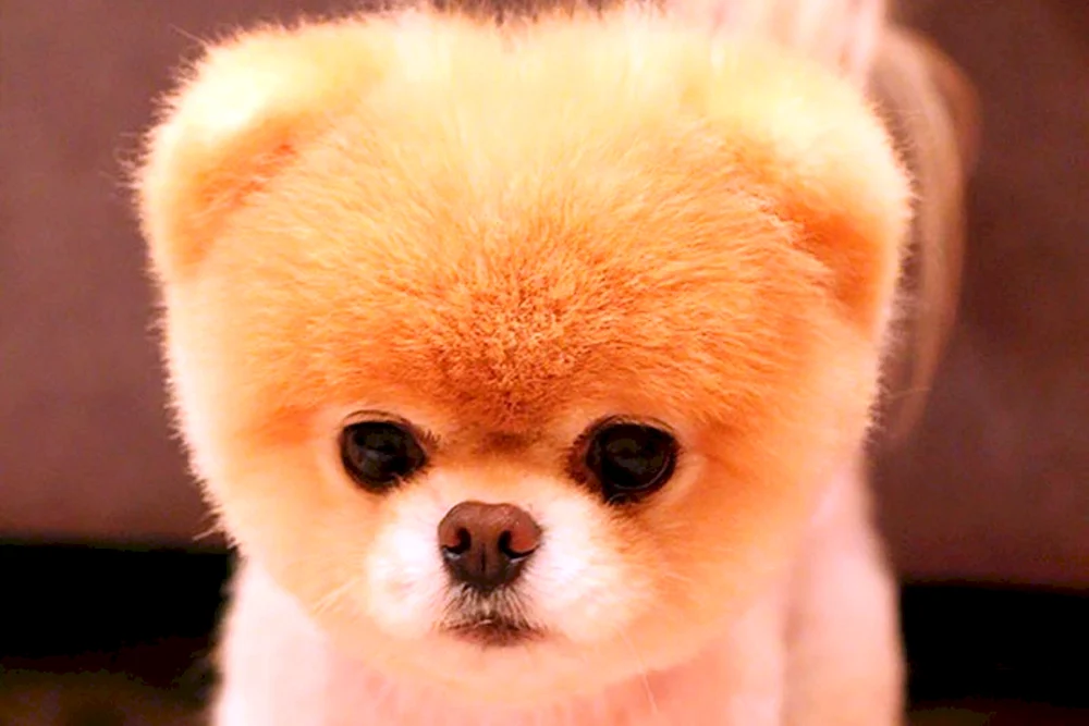 Pomeranian Spitz BOO