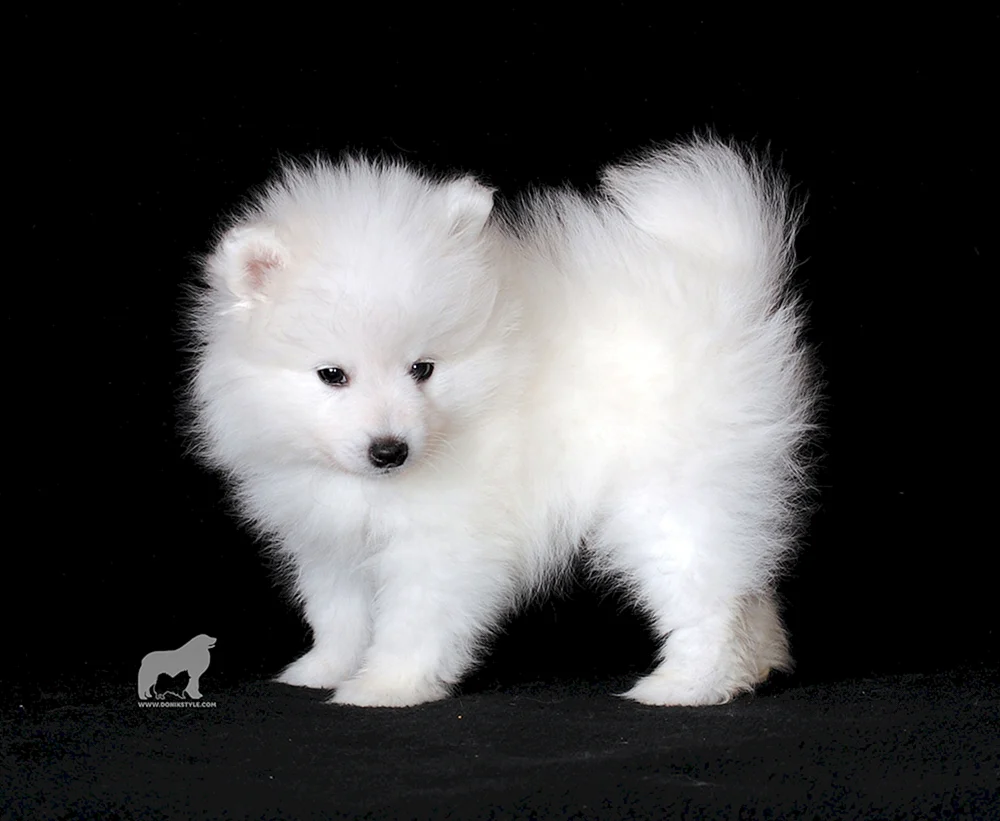 Samoyed Hund