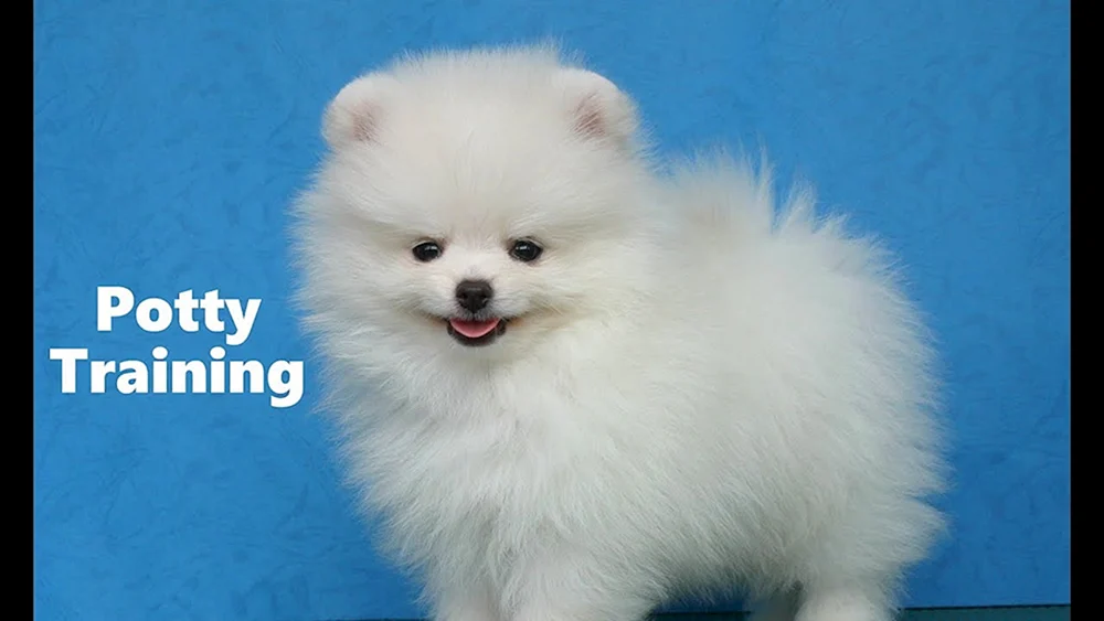 Pomeranian Dwarf Spitz Pomeranian