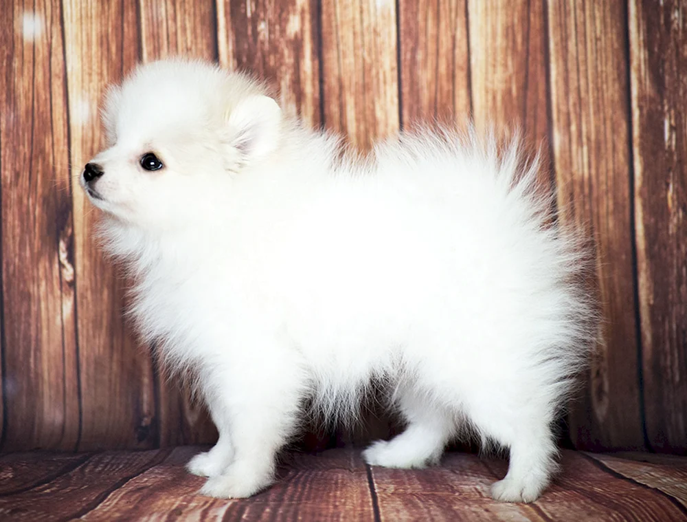 Pommerscher Spitz aschfahl
