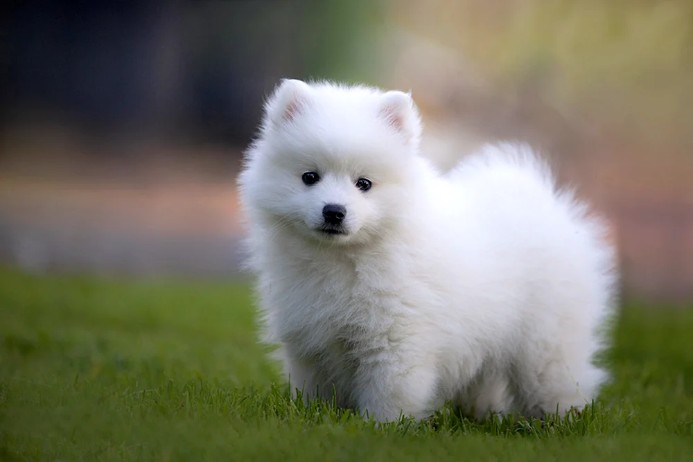 Japanischer Spitz Zwergpomeranian