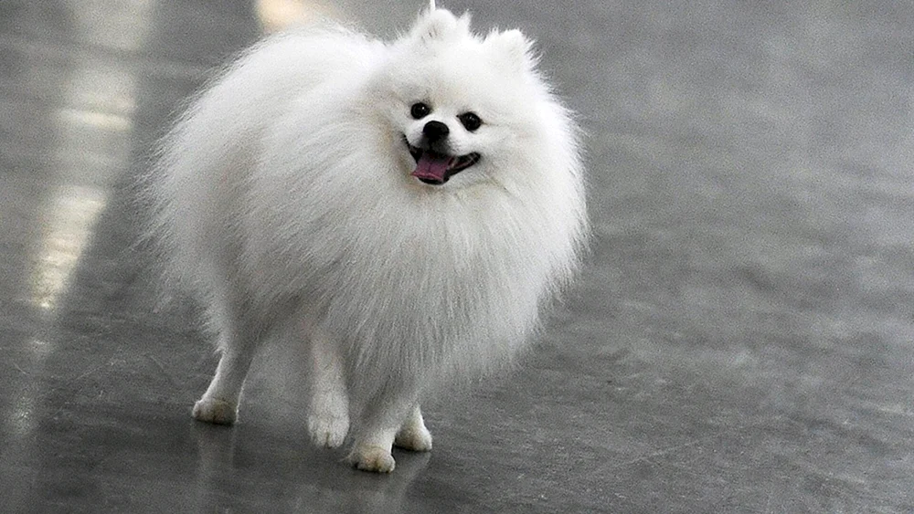 Pomeranian Spitz aschfahl