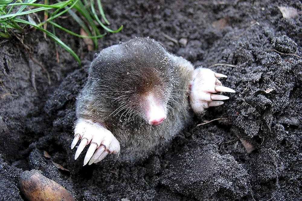 Mole blind