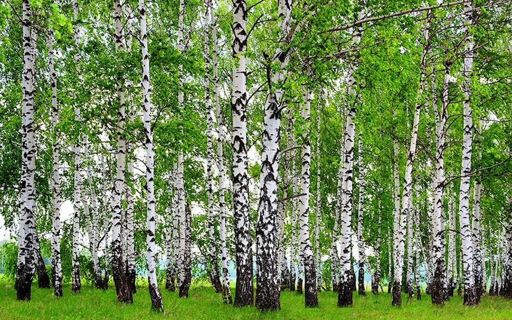 Jaranskaja-Birkenhain