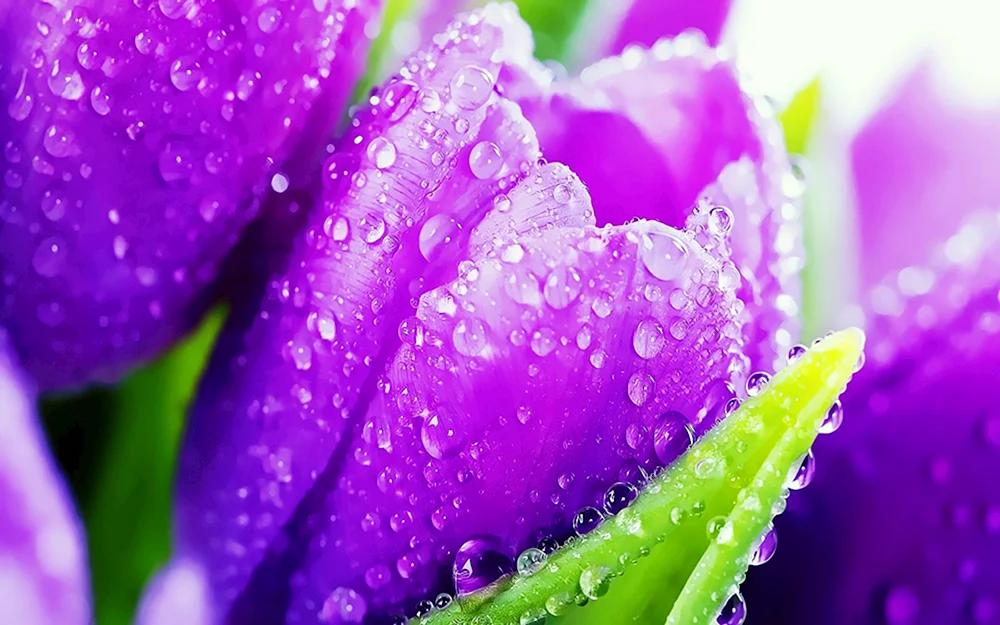Schöne Blumen