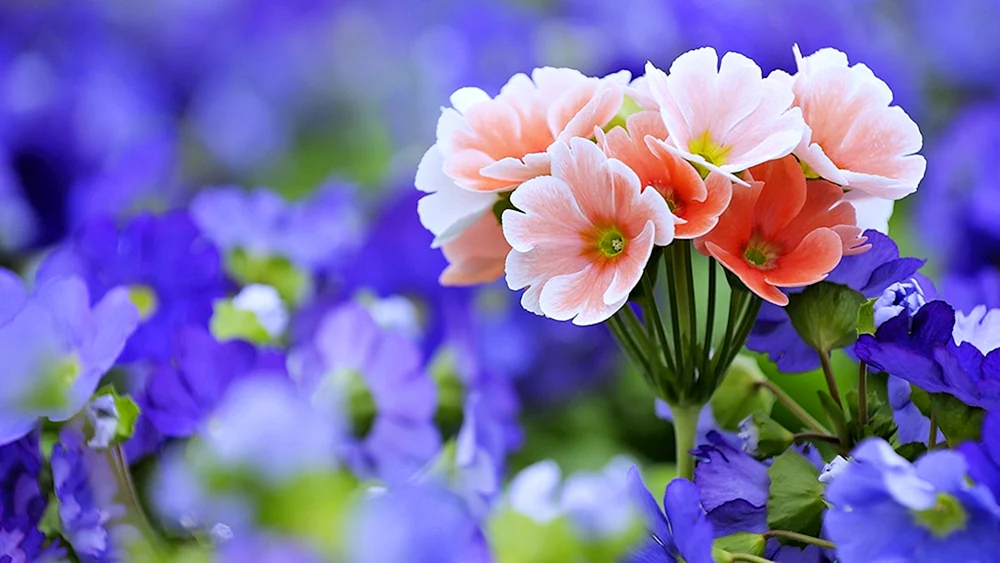 Helle Blumen