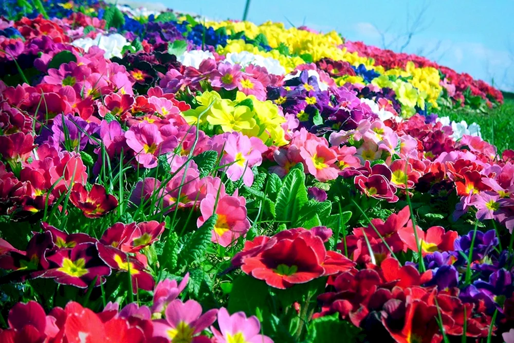 verschiedene Blumen