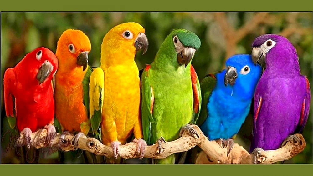 Rainbow-Wellensittich