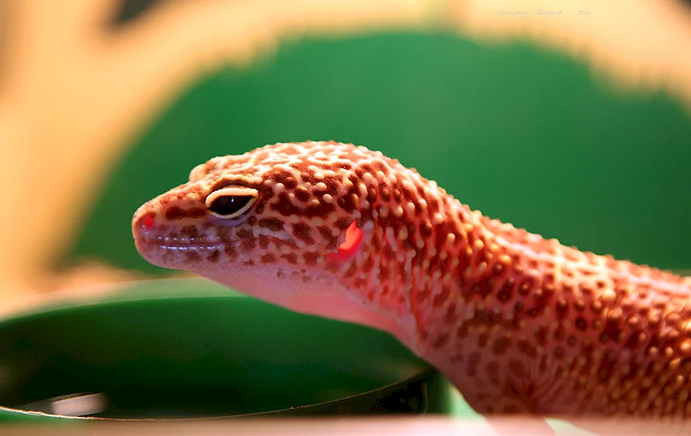 Eidechsengecko eublefar