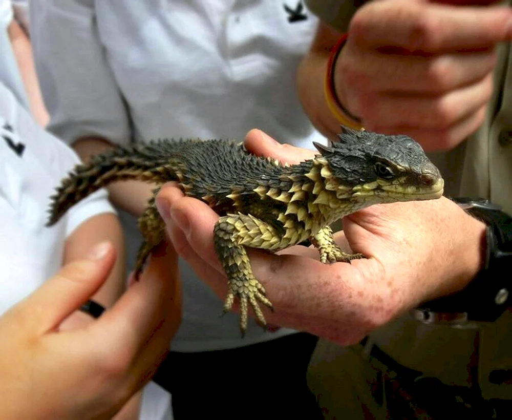 Krokodilskink