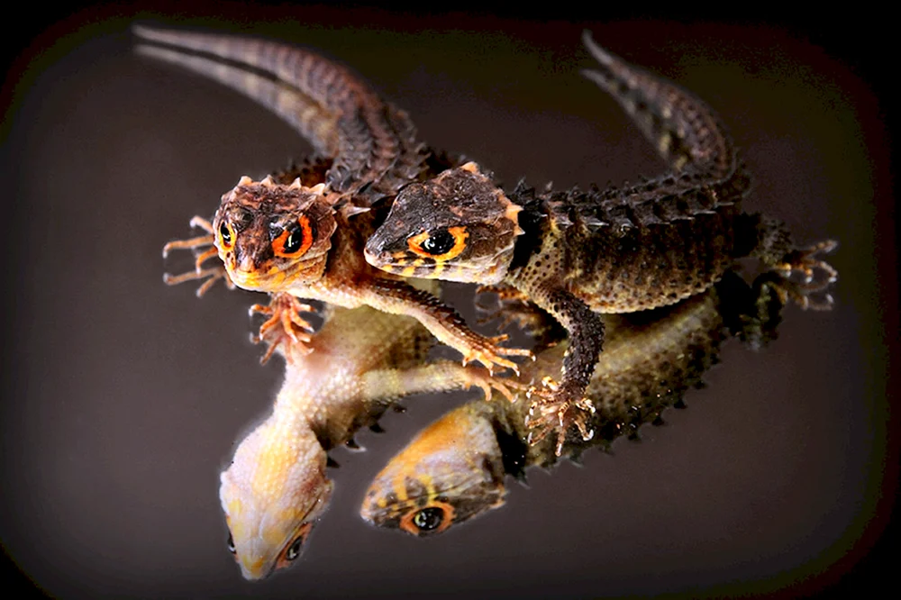 Krokodilskink