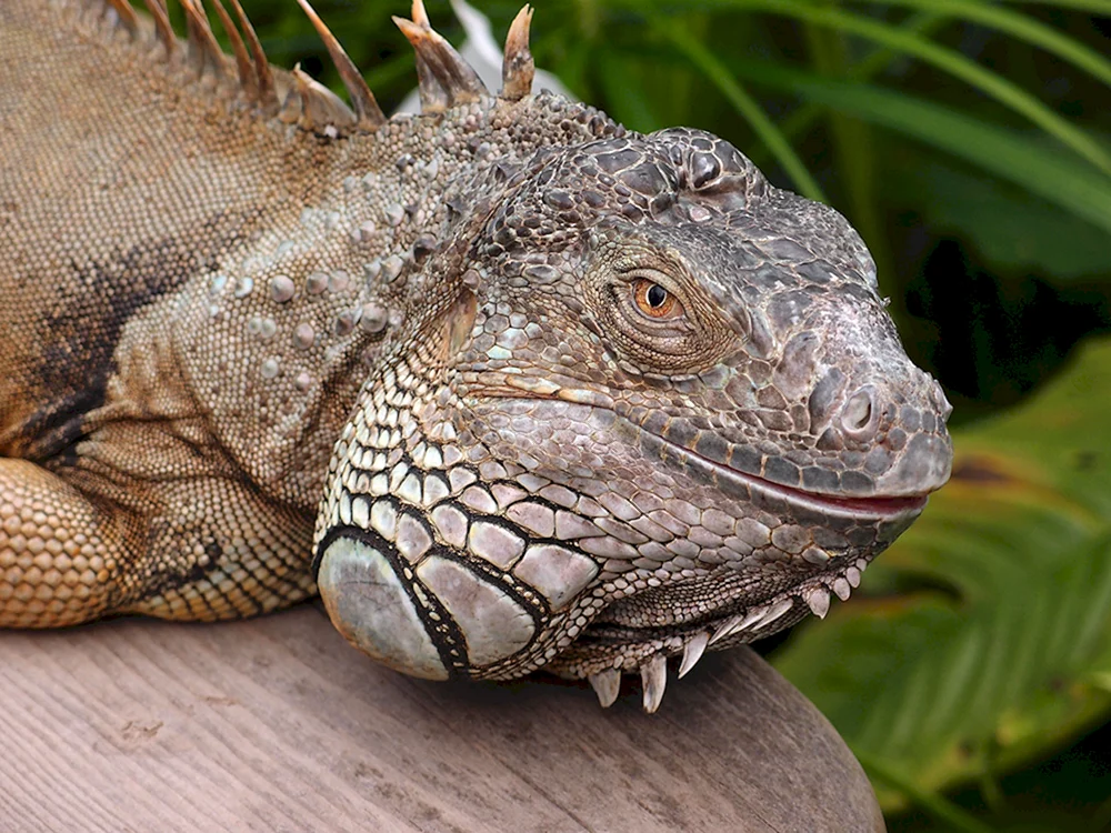 Bartagame