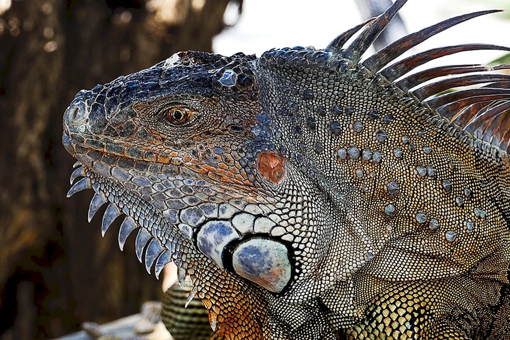 Gürtelschwanzechse. Gürtelschwanz-Agamawaran Flugdrache-Armadillo-Gürtelschwanz-Eidechse-Gürtelschwanz-Eidechse-Gürtelschwanz-Molocheidechse-Bartagamawaran-Armadillo-Gürtelschwanz-Australischer Walddrache-Eidechse-Bartagamawaran-Eidechse-Eidechse-Eidechse-Eidechse.