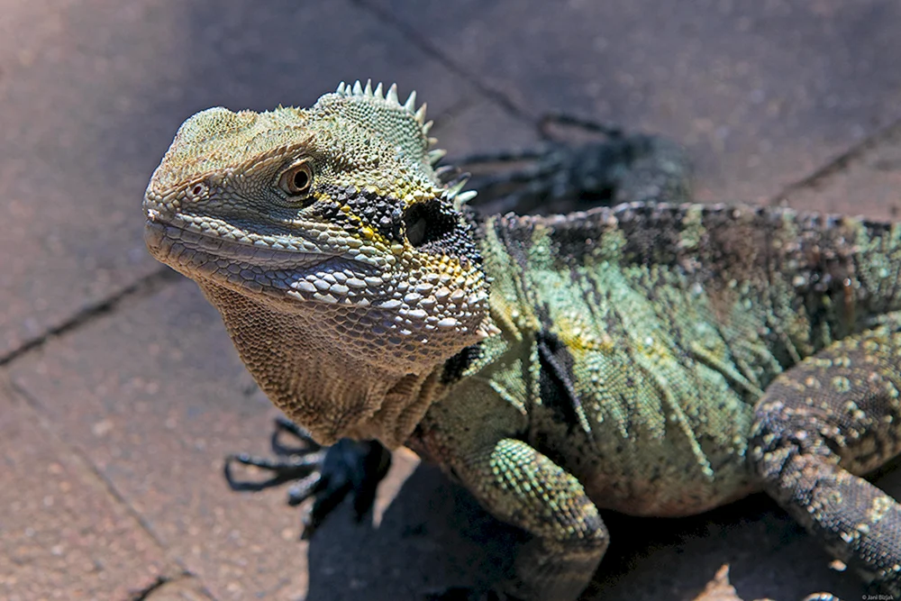 Komodo Varan
