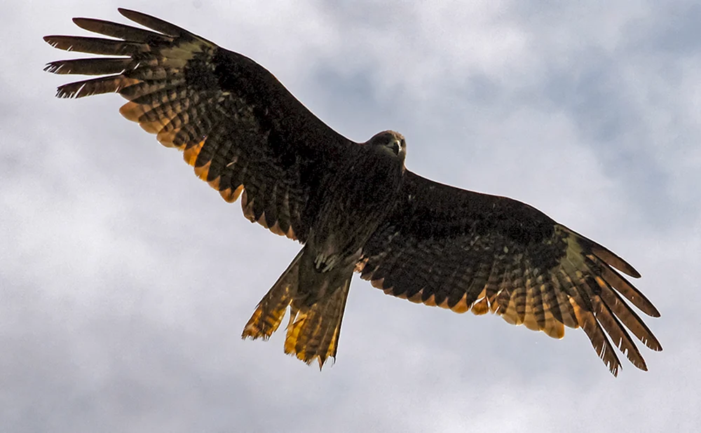 Orland Seeadler