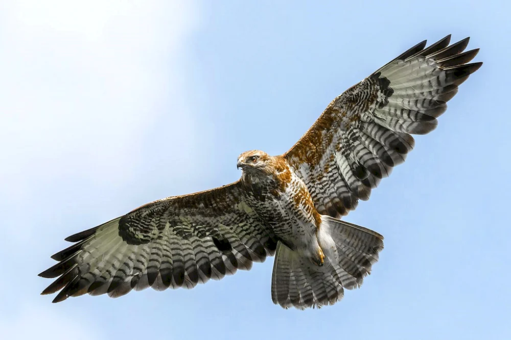 Wanderfalke Raufußhuhn Falke