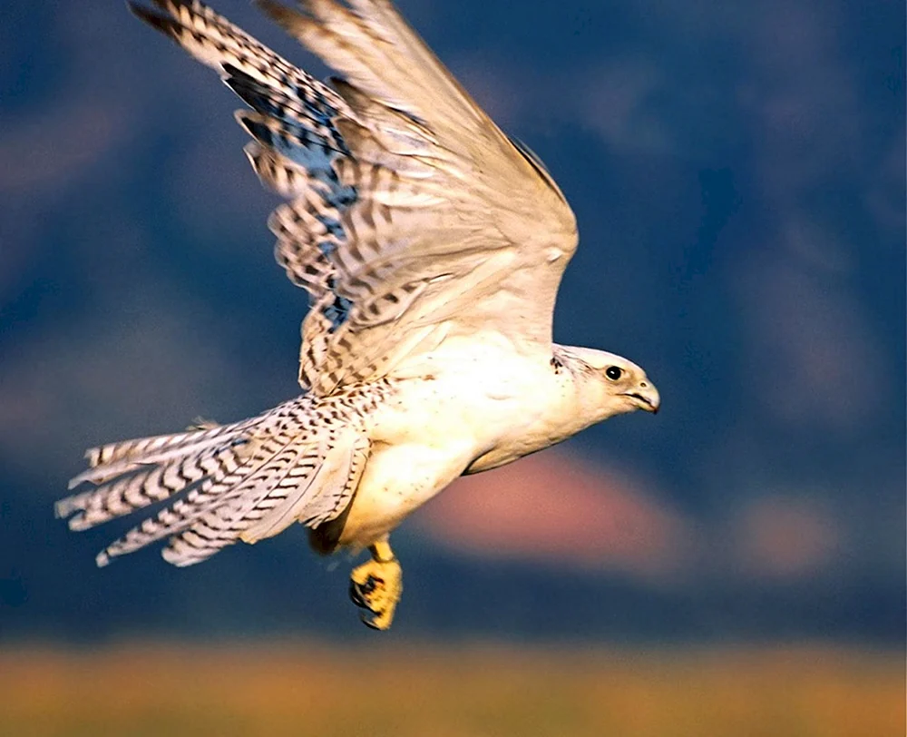 Kamtschatka FalkeGyrfalke