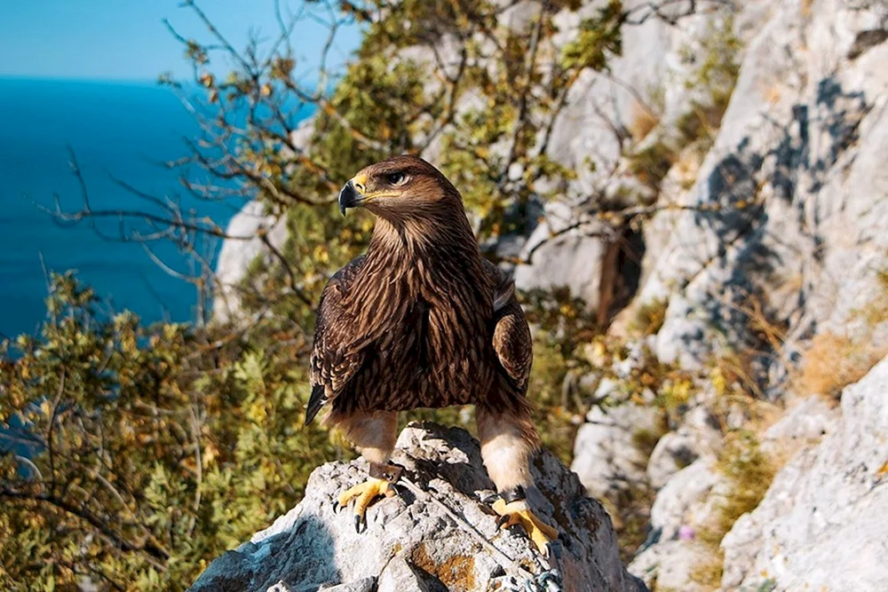 Sojka-Vogel auf der Krim