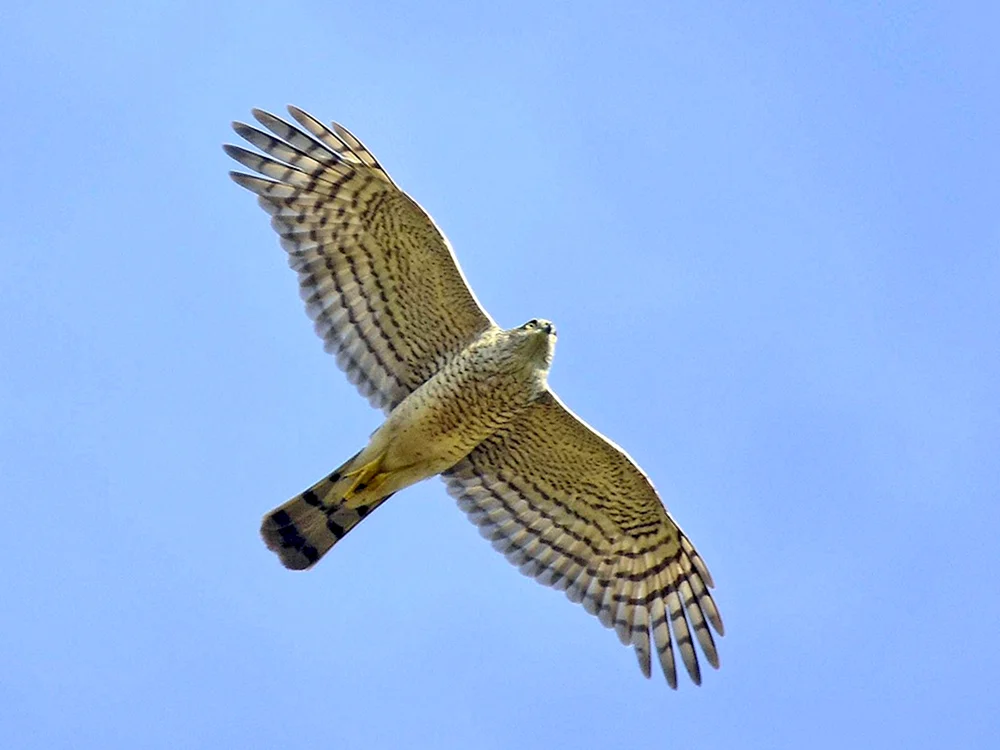 Adler Habicht Bussard