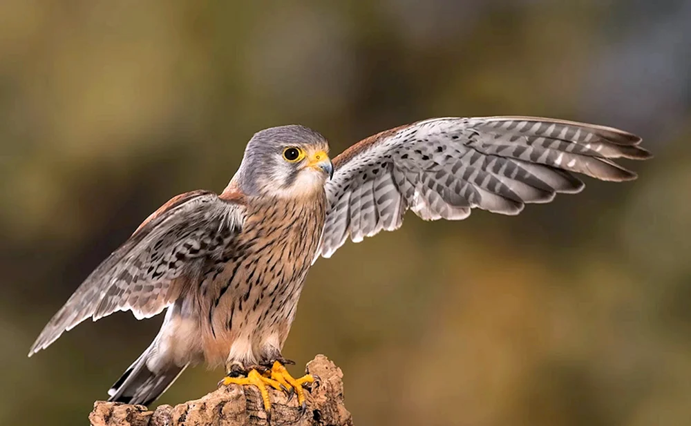 Ястреб Wanderfalke Wanderfalke Wanderfalke Wanderfalke Wanderfalke Wanderfalke Wanderfalke Wanderfalke Wanderfalke Wanderfalke Wanderfalke Wanderfalke Wanderfalke Wanderfalke Raubvögel. Wanderfalke